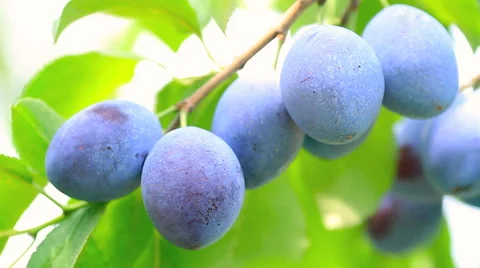 Ripe plums on the branch shake on the wind. Stock Footage 41720286