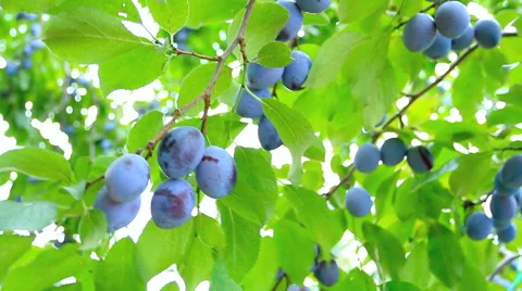 Ripe plums on the branch shake on the wind. Stock Footage 41720352