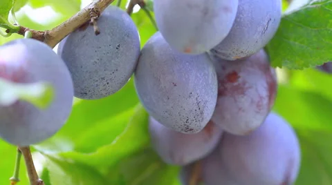 Ripe plums on the branch shake on the wind. Stock Footage 41720384
