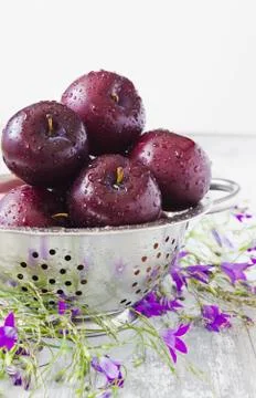 Ripe plums in a colander Stock Photos