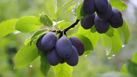 Ripe plums fruit on branch during rain Stock Footage 107531822