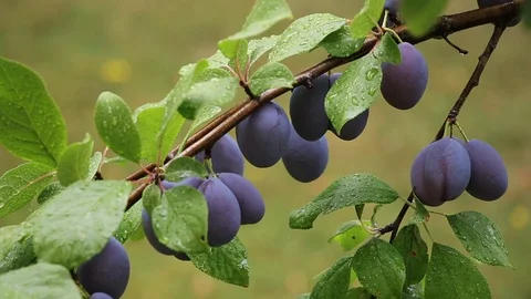 Ripe plums fruit on branch during rain Stock Footage 107531944
