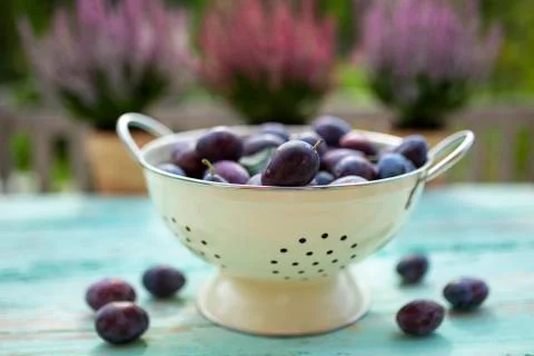 Ripe plums on the garden table. Stock Photos