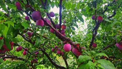 Ripe plums glistening with raindrops on tree branches in the rain Stock Footage 341936053