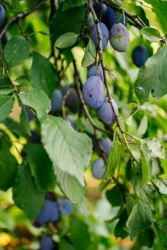 Ripe plums growing on a tree branch Stock Photos