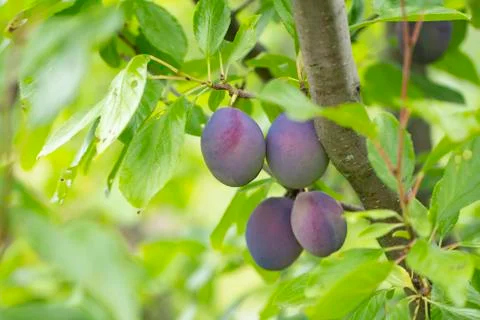 Ripe plums growing on the tree Stock Photos