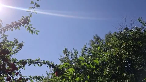 Ripe plums hang heavy on branches under a bright blue summer sky Stock Footage 342796859
