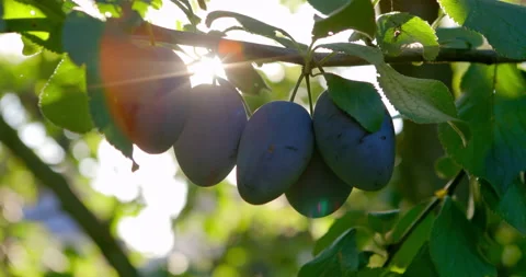 Ripe plums hanging on branches in the sunlight Stock Footage 231723760