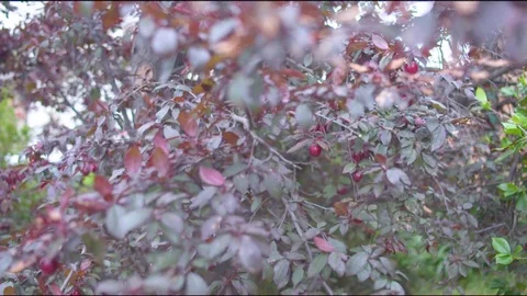 Ripe plums hanging on the tree on a breezy day Stock Footage 76139645