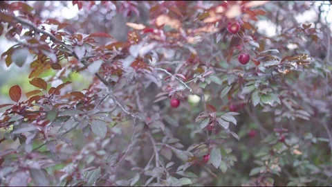 Ripe plums hanging on the tree Stock Footage 76139642