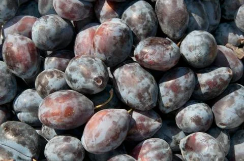 Ripe plums Stock Photos