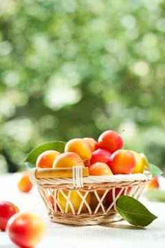 Ripe plums Stock Photos