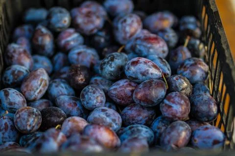 Ripe of Plums Stock Photos