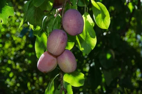 Ripe plums Stock Photos