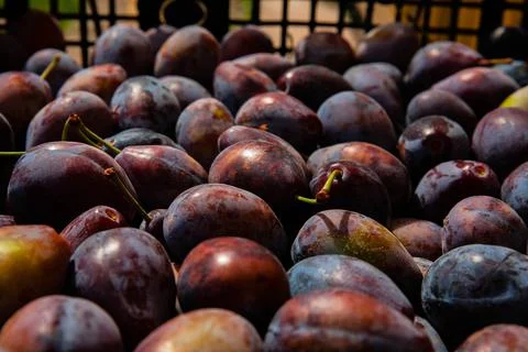 Ripe plums. Plums with a few leaves. Close up of fresh plums, top view. Macro Stock Photos