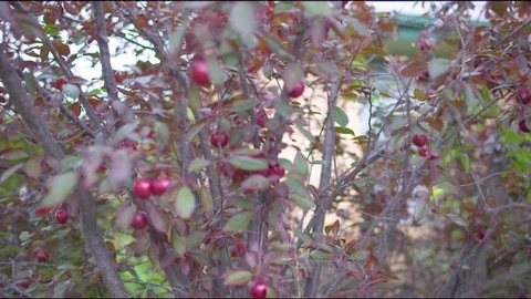Ripe plums on the tree branch in garden Stock Footage 76139631