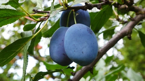 Ripe plums on a tree branch. Growing and harvesting plums. Stock Footage 296221183