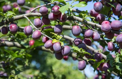 Ripe plums on a tree branch Stock Photos