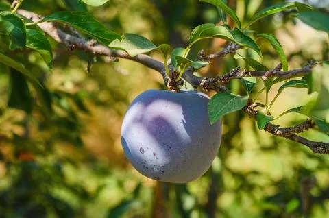 Ripe plums on a tree branch Stock-Fotos