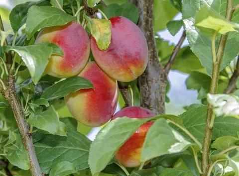 Ripe Plums on Tree Branch Stock Photos