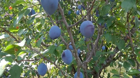 Ripe plums on tree branches moving in the wind Stock Footage 345216302