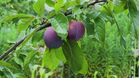 Ripe plums on a tree close-up 库存影片 306163672