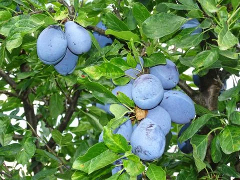 Ripe plums in the tree during the summer. In Romania Foto stock
