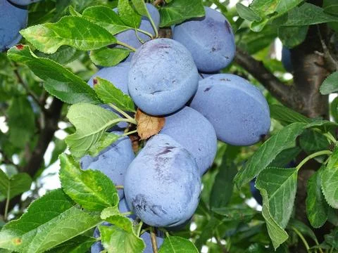 Ripe plums in the tree during the summer. In Romania 库存照片