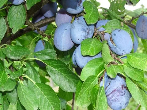 Ripe plums in the tree during the summer. In Romania Stock Photos