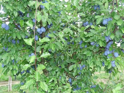 Ripe plums in the tree during the summer. In Romania 库存照片