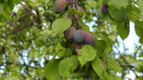 Ripe plums on a tree Stock Footage 8577596