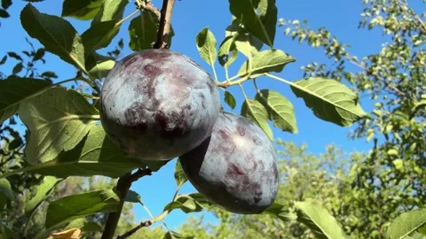 Ripe plums on a tree Video stock 315125481