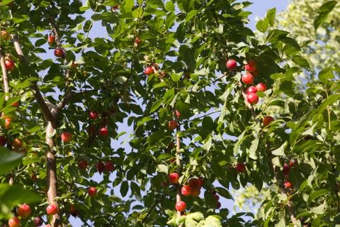 Ripe plums on the tree Stock Photos