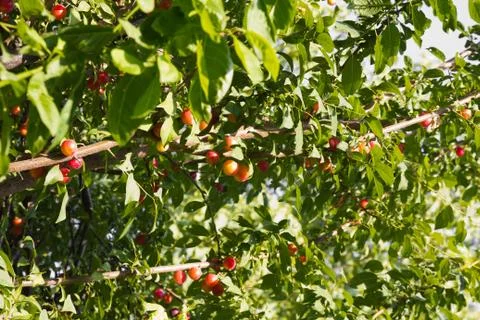Ripe plums on the tree Stock Photos