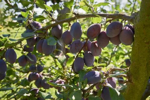 Ripe Plums on a Tree 写真素材