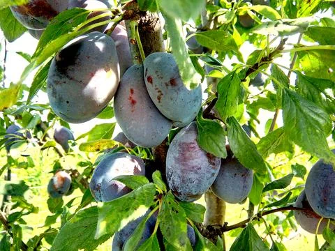 Ripe plums in the tree 스톡 사진
