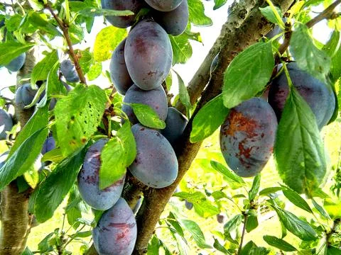 Ripe plums in the tree Stock-Fotos