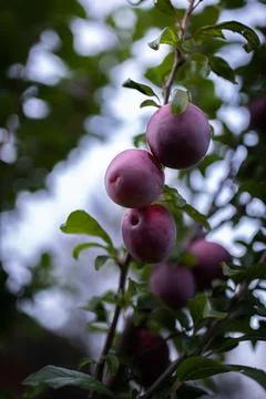 Ripe plums on a tree Stock Photos