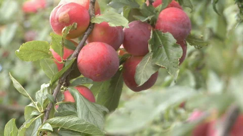 Ripe plums on tree ready to pick Stock Footage 308275