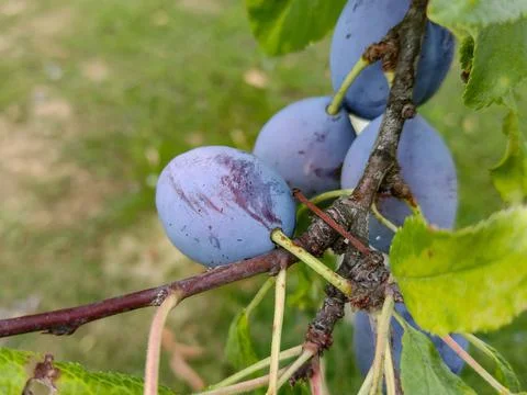 Ripe plums on the tree in summer Foto stock