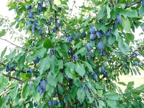 Ripe plums on the tree in summer Stock-Fotos