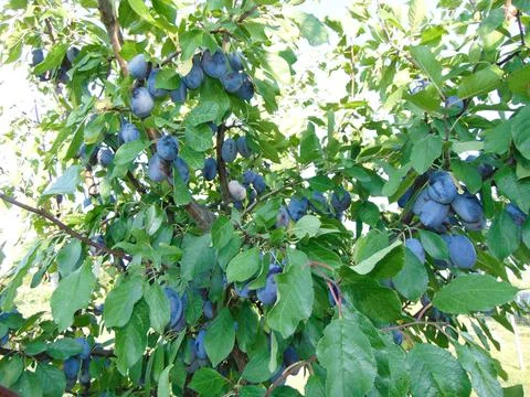 Ripe plums on the tree in summer 写真素材