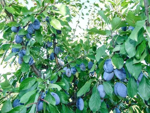 Ripe plums on the tree in summer Stock Photos