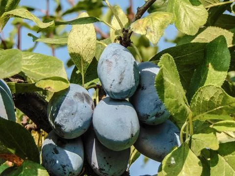 Ripe plums in the tree in summer 写真素材