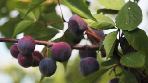 Ripe plums on the tree sway in the wind Stock Footage