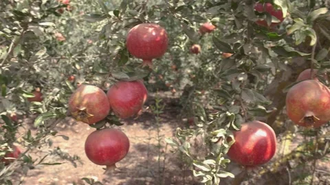 Ripe Pom Granates on a tree Stock Footage 164622637