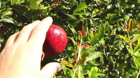 Ripe pomegranate being picked from tree Stock Footage 154395795