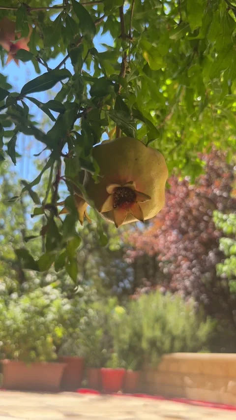 Ripe Pomegranate Fruit Hanging on Tree with Green Leaves 4K Stock Footage 345025795