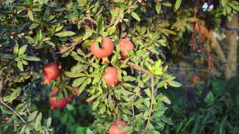 Ripe pomegranate fruit on tree branch, at the plantation, Israel Stock Footage 220105748