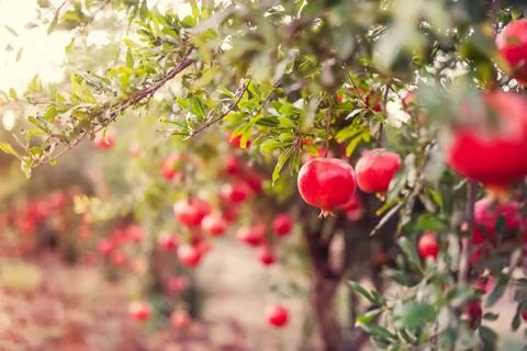 Ripe pomegranate fruits hanging on a tree branches in the garden. Harvest con Stock Photos